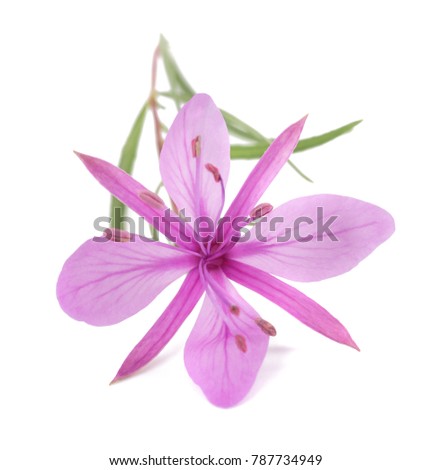 Pink Alpine willowherb flower isolated on white
