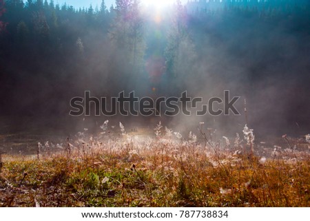 View of spring grass on open meadow inside forest against sun shining throw morning fog worm toning