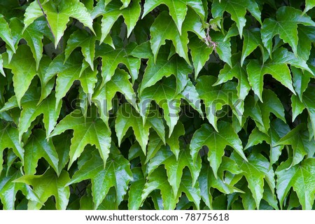 Detail of ivy wall