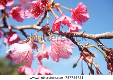 A worm on cherry blossom