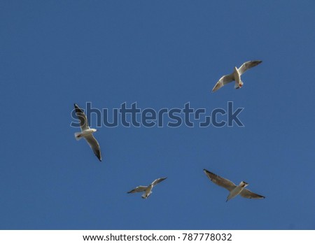 Flying Birds Seagulls in Blue Sky over Dubai, United Arab Emirates