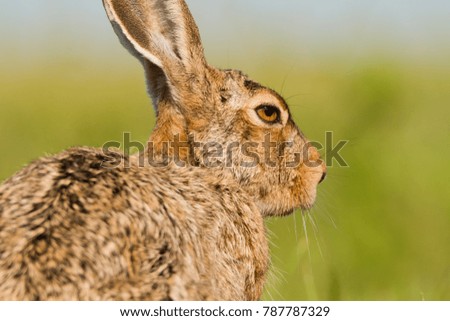 Easter bunny in springs grass from wildlife