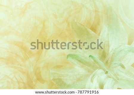 Floral  abstract light green-white-yellow background.   Petals of a lily flower on a white-green frosty background. Close-up. Flower collage for postcard.  Nature.