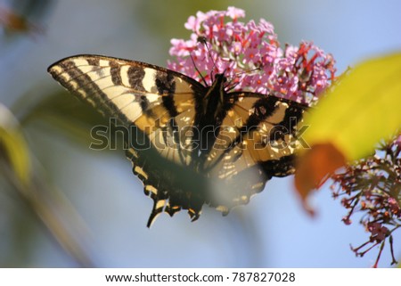 Santa Rosa, California is the largest city in California's Redwood Empire, Wine Country and the North Bay - butterfly Papilio machaon lso known as the common yellow swallowtail.