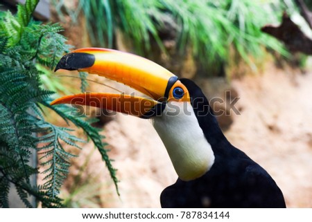 Color full Toucan 