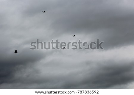 Birds in flight cloudy day NY summer