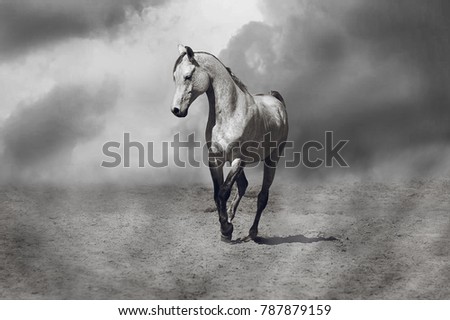 Arabian stallion is sporting in the desert