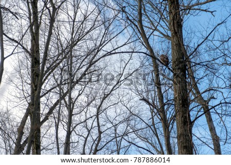 Dead Leaf Tree With Hawk