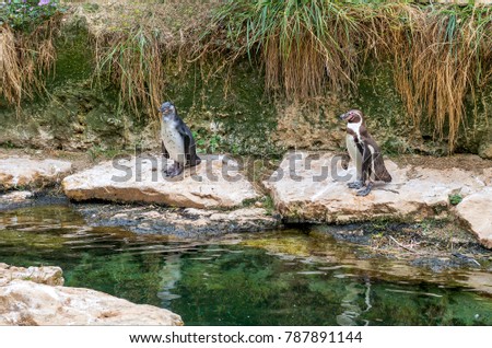  Penguins swim in the pond.
