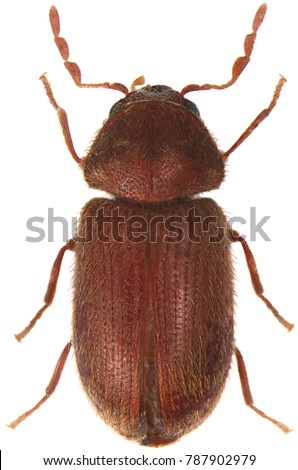 biscuit beetle vs. brown carpet beetle vs. fungus beetle