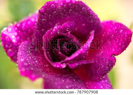 Red or purple rose with soft focus close-up, drops of water with sharpness. Background, suitable for congratulations on Valentine's Day