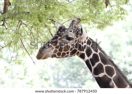 A profile picture of a giraffe