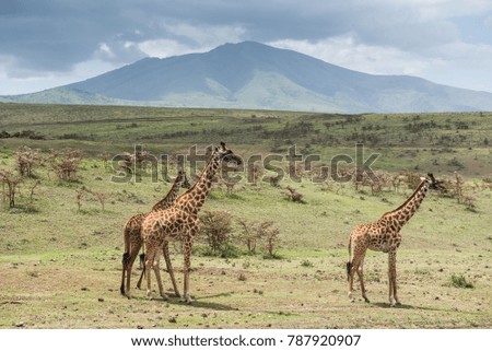 Group of giraffes in Tanzanian park with mountain on the background