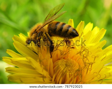 A bee gathering honey. Dandelion flower with a bee. Close-up. The macro. Yellow flower with a bug. Pollen.