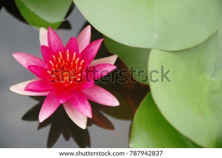 
The pink lotus bloomed in the pool. Look and feel comfortable. Peace of mind, Beautiful nature. Lotus symbol of the Buddhist