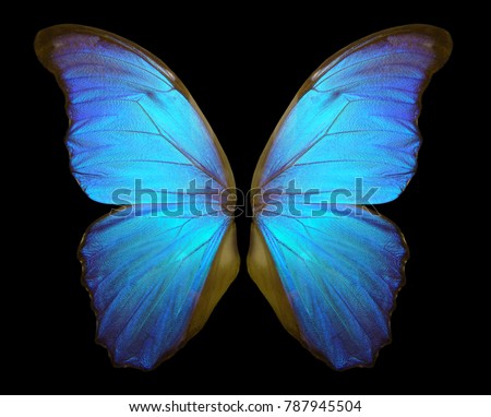 Wings of a butterfly Morpho. Morpho butterfly wings isolated on a black background.