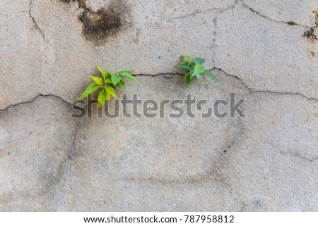 The tree on the crevice of the cement wall. Royalty-Free Stock Photo #787958812