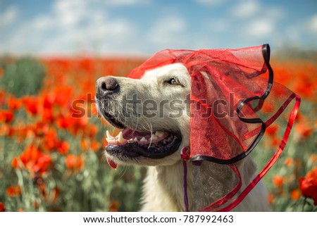 Portrait of golden retriever dog in a costume among the poppies.
