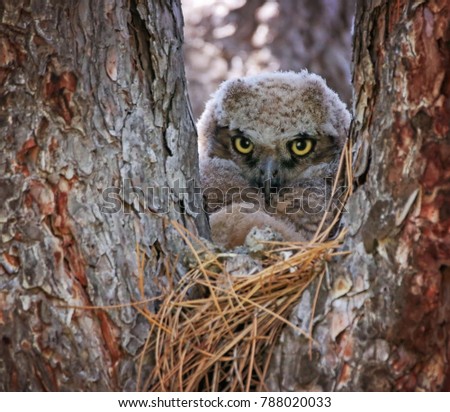 Beautiful photo of an owl