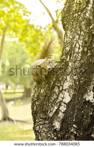 cute squirrel funny play on tree in park autumn forest 