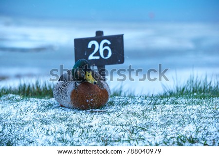 Duck stay on the ground in cold weather with snow, grass and signage at background