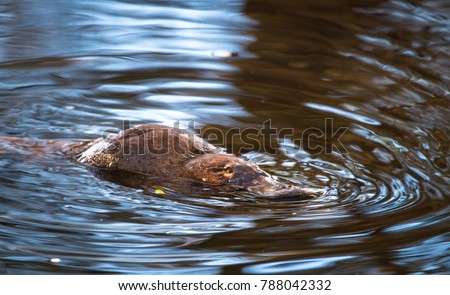 A duck-billed platypus (Ornithorhynchus anatinus) swims in the Tyenna River in Mt. Field National Park, Tasmania.