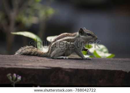 squirrel pose hands