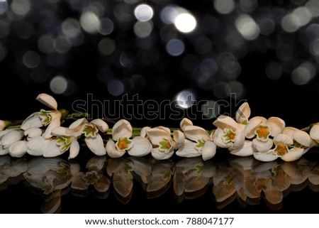 flowers snowdrops on a black background with a beautiful reflection