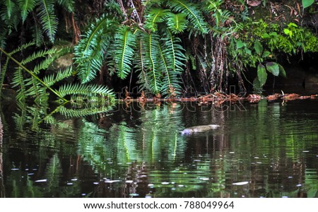 A duck-billed platypus (Ornithorhynchus anatinus) swims in a river in northeast Tasmania.