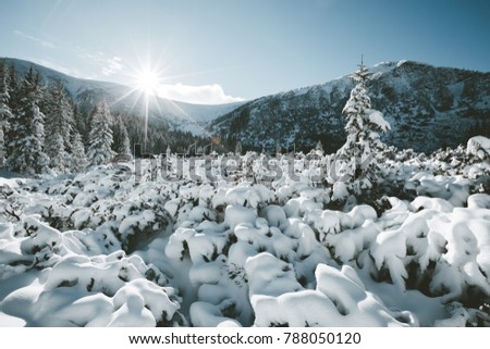 Scenic image of fairy-tale woodland in sunlit. Frosty day on ski resort. Location Carpathian national park, Ukraine, Europe. Picture of the concept of adventure vacation. Discover the beauty of earth
