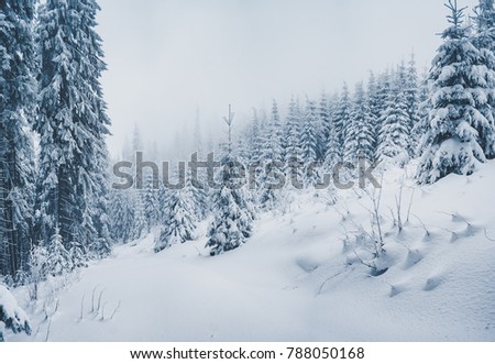 Scenic image of fairy-tale woodland. Frosty day. Location Carpathian national park, Ukraine, Europe. Picture of wilderness area. Perfect wallpapers of tourism vacation. Discover the beauty of earth.