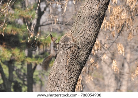 Little squirrel climbs on the tree. Brown squirrel in park