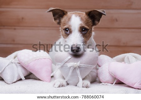 
dog with hearts. Valentine's Day. February 14 with a pet. Jack Russell Terrier