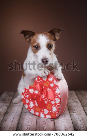 the dog is holding a heart. A festive and cute pet. Obedient Jack Russell Terrier