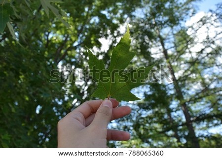 Holding green maple leaf with green tree background.