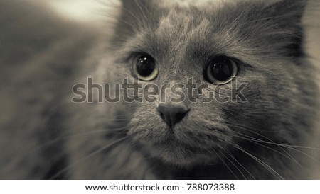 Grey Cat Portrait Close Up