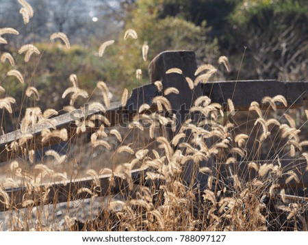 The wild grass in autumn with the warm sunlight
