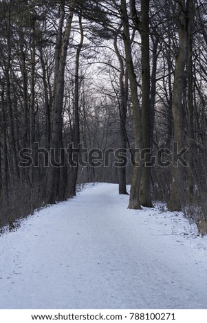 A snowy forest path in winter