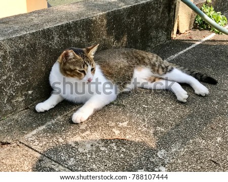 A lazy cat lying on the ground