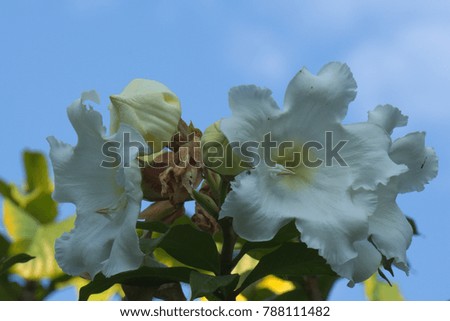 Large beautiful white cluster of tree flowers, in front of a blue and cloudy background, in a park in Bangkok, Thailand.