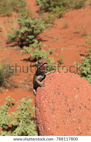 upright picture of small gecko sitting on a sandstone