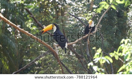 Toucan (Ramphastos toco) sitting on tree branch in tropical forest or jungle.