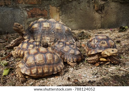 Close up African spurred tortoise resting in the garden, Slow life ,Africa spurred tortoise sunbathe on ground with his protective shell ,Beautiful Tortoise

