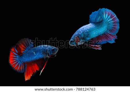 fighting fish look destroy angry enemy