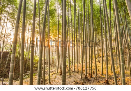 Arashiyama Bamboo Forest, Kyoto Japan, December 2017