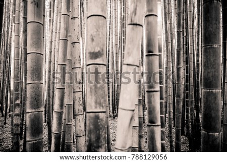 Arashiyama Bamboo Forest, Kyoto Japan December 2017