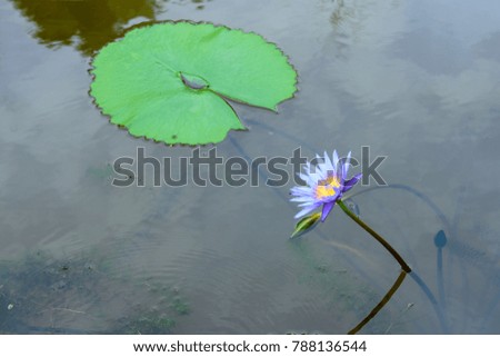 Purple lotus flower or water lily with green leaf in nature pond