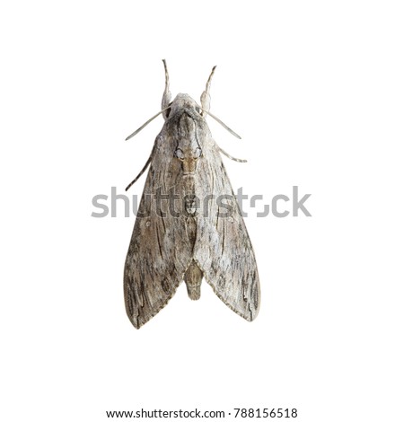 Psilogramma increta isolated on white background, detail of night butterfly
