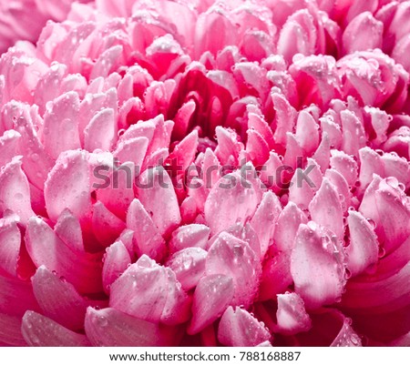 Petals of large pink chrysanthemums in dewdrops close-up.