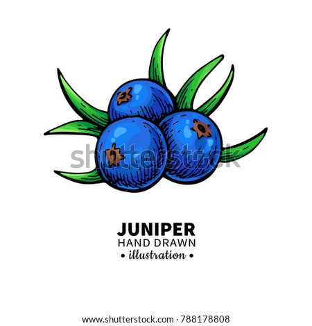 Juniper drawing. Isolated vintage illustration of berry on branch. Organic essential oil sketch. Beauty and spa, cosmetic ingredient. Great for label, poster, flyer, packaging design.